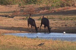 Sambar Deer